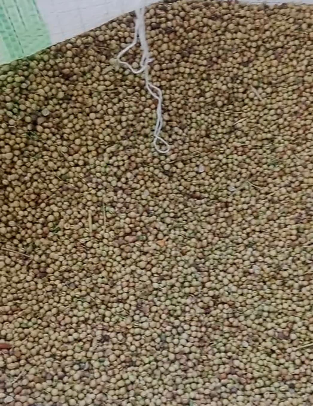 خرید و فروش گشنیز نهاوند جهت تکمیل نیاز تولید کنندگان سبزی خشک